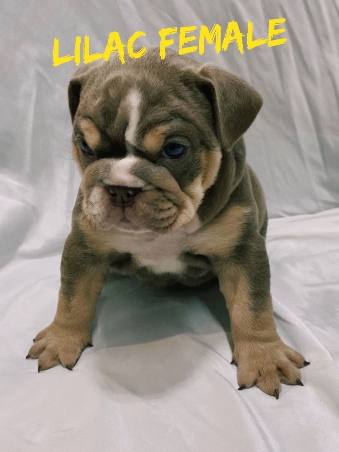 Bulldog Puppies breeder image 7
