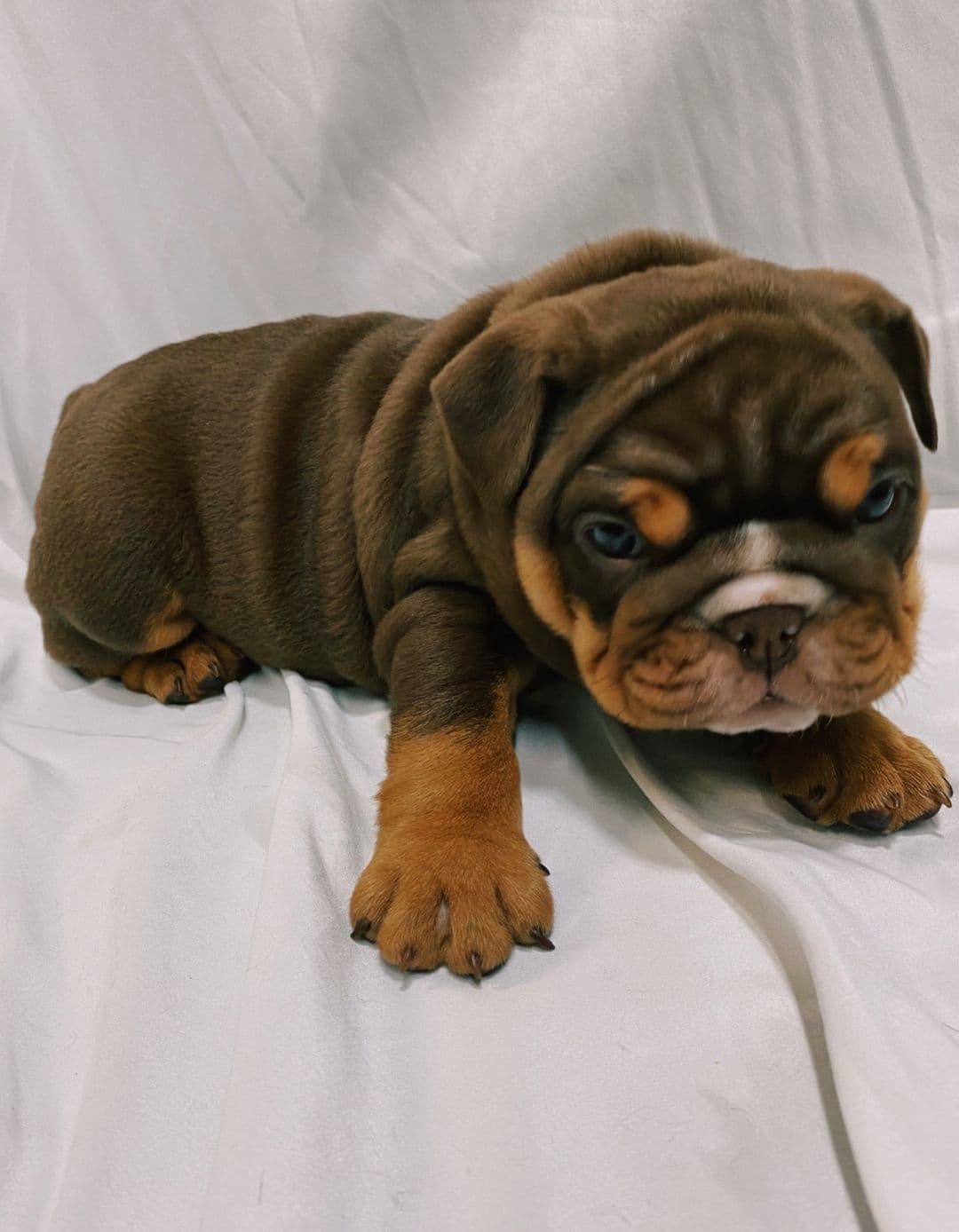 Bulldog Puppies breeder image 13