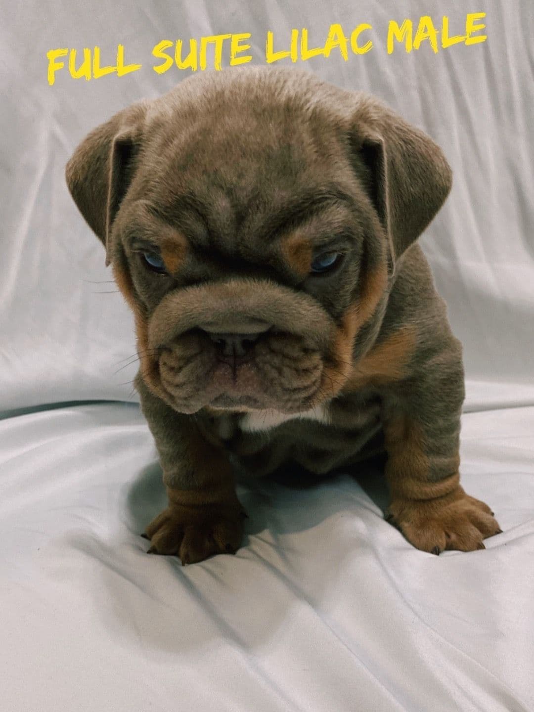 Bulldog Puppies breeder image 10