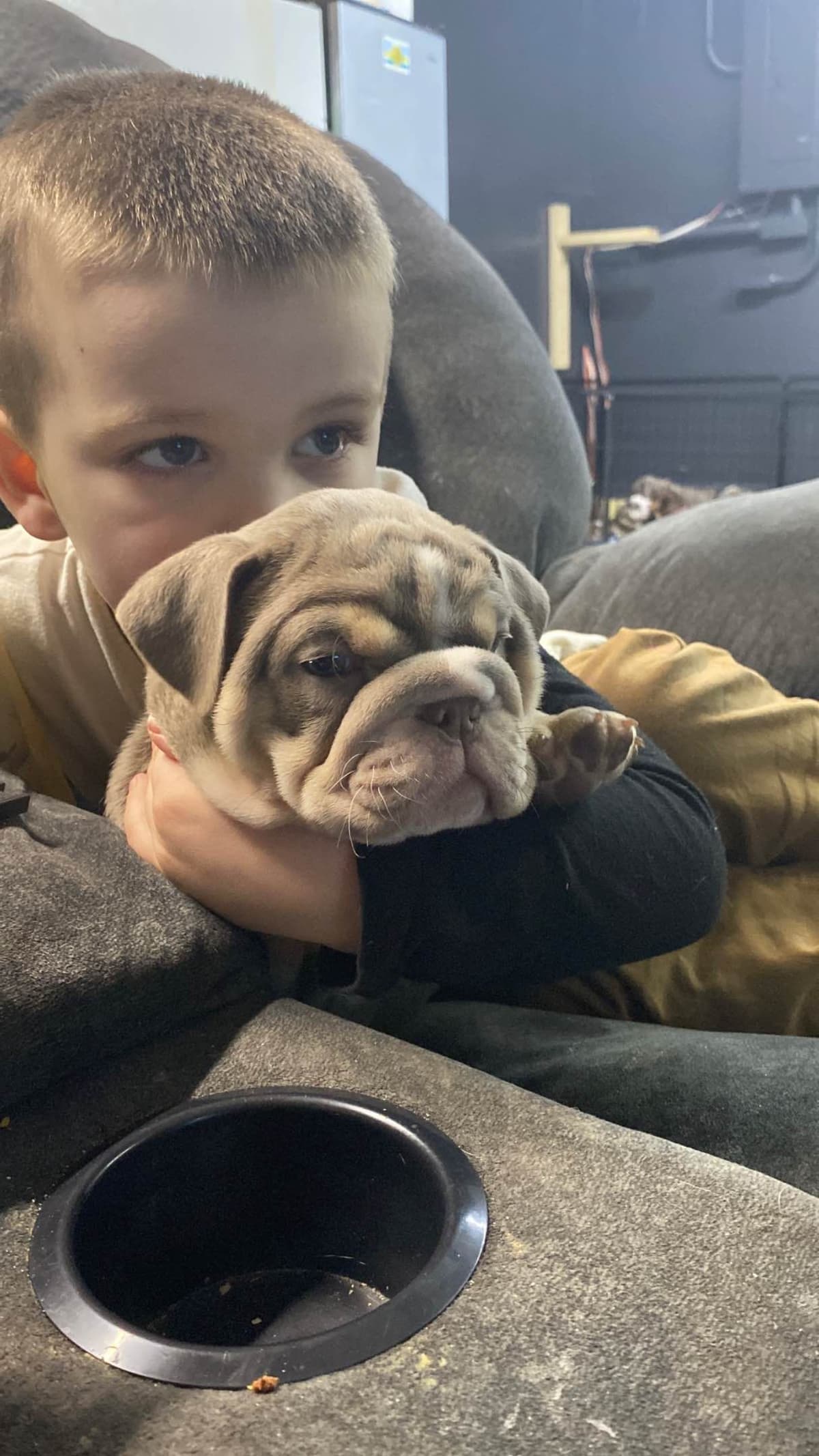 Bulldog Puppies breeder image 11