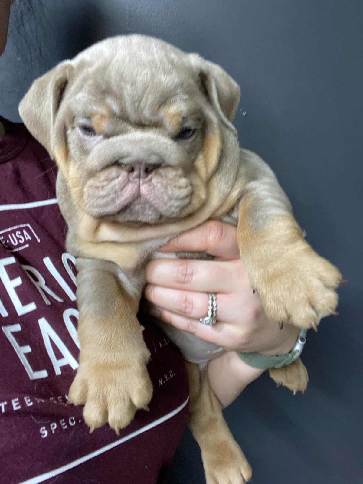 Bulldog Puppies breeder image 12