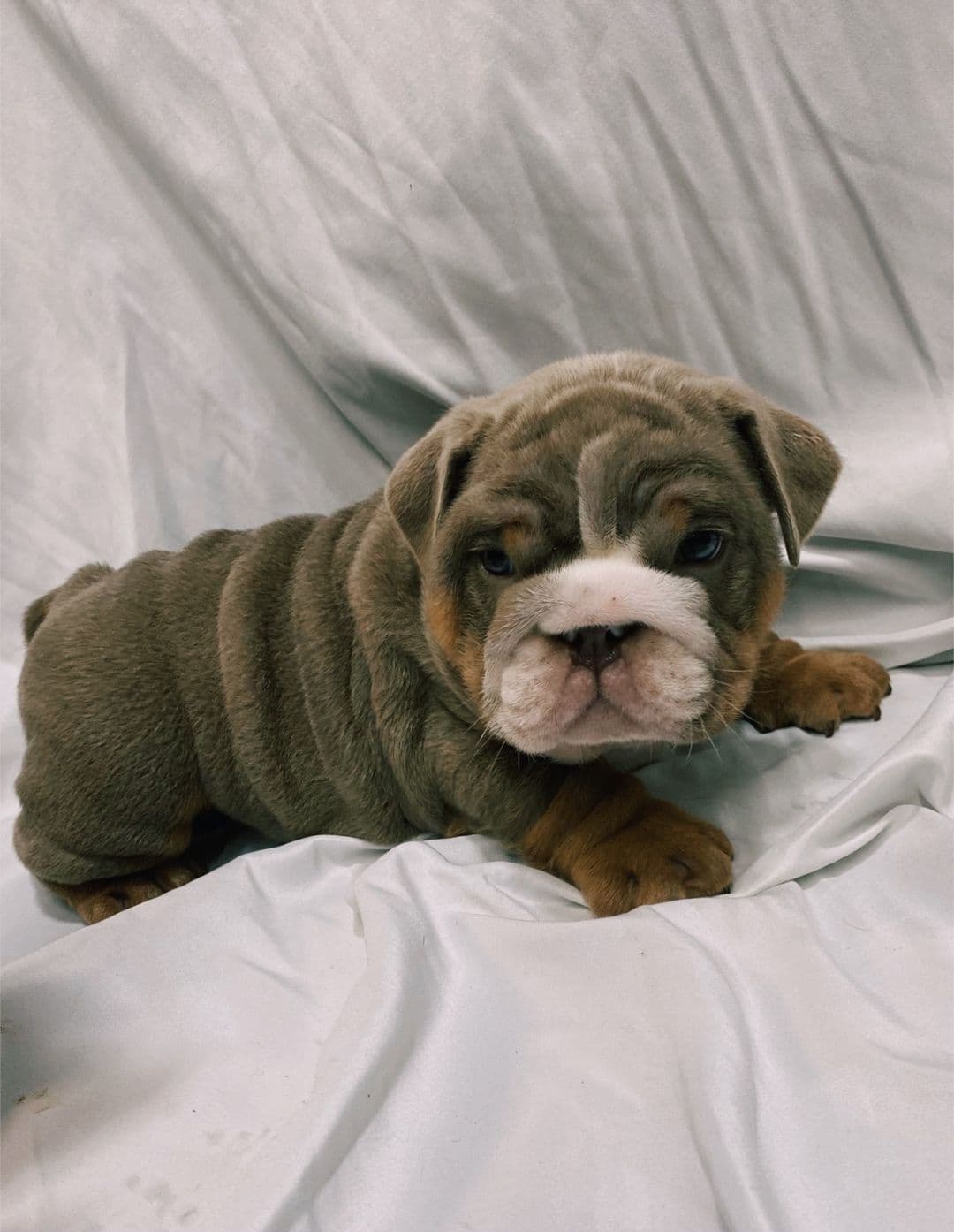Bulldog Puppies breeder image 9