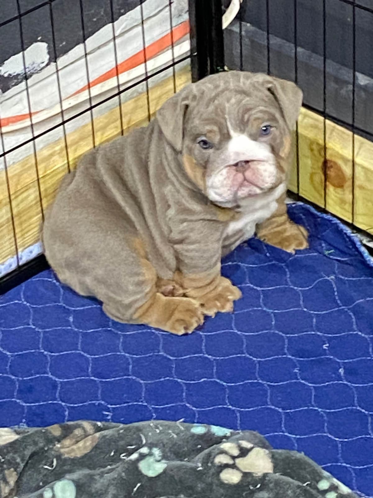 Bulldog Puppies breeder image 18