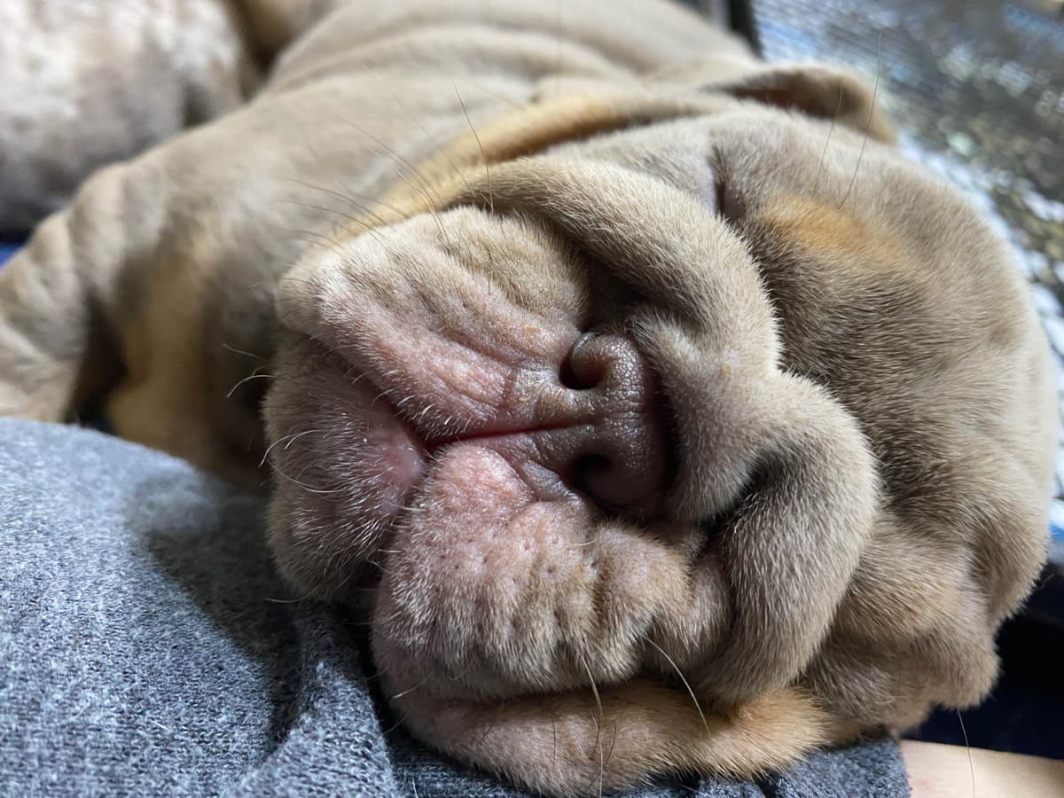 Bulldog Puppies breeder image 19