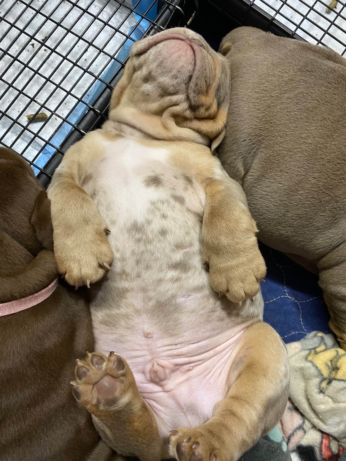 Bulldog Puppies breeder image 20