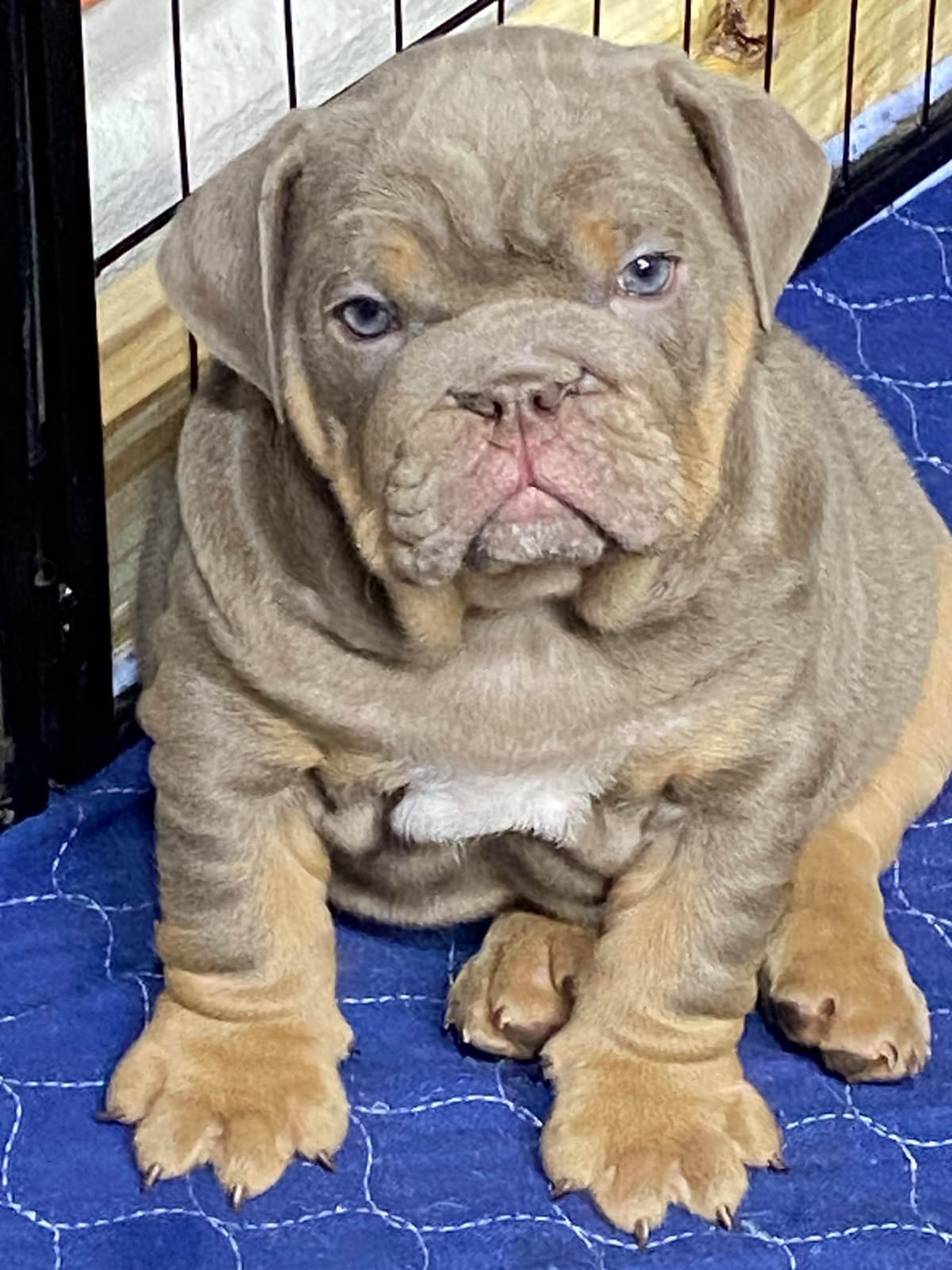 Bulldog Puppies breeder image 21