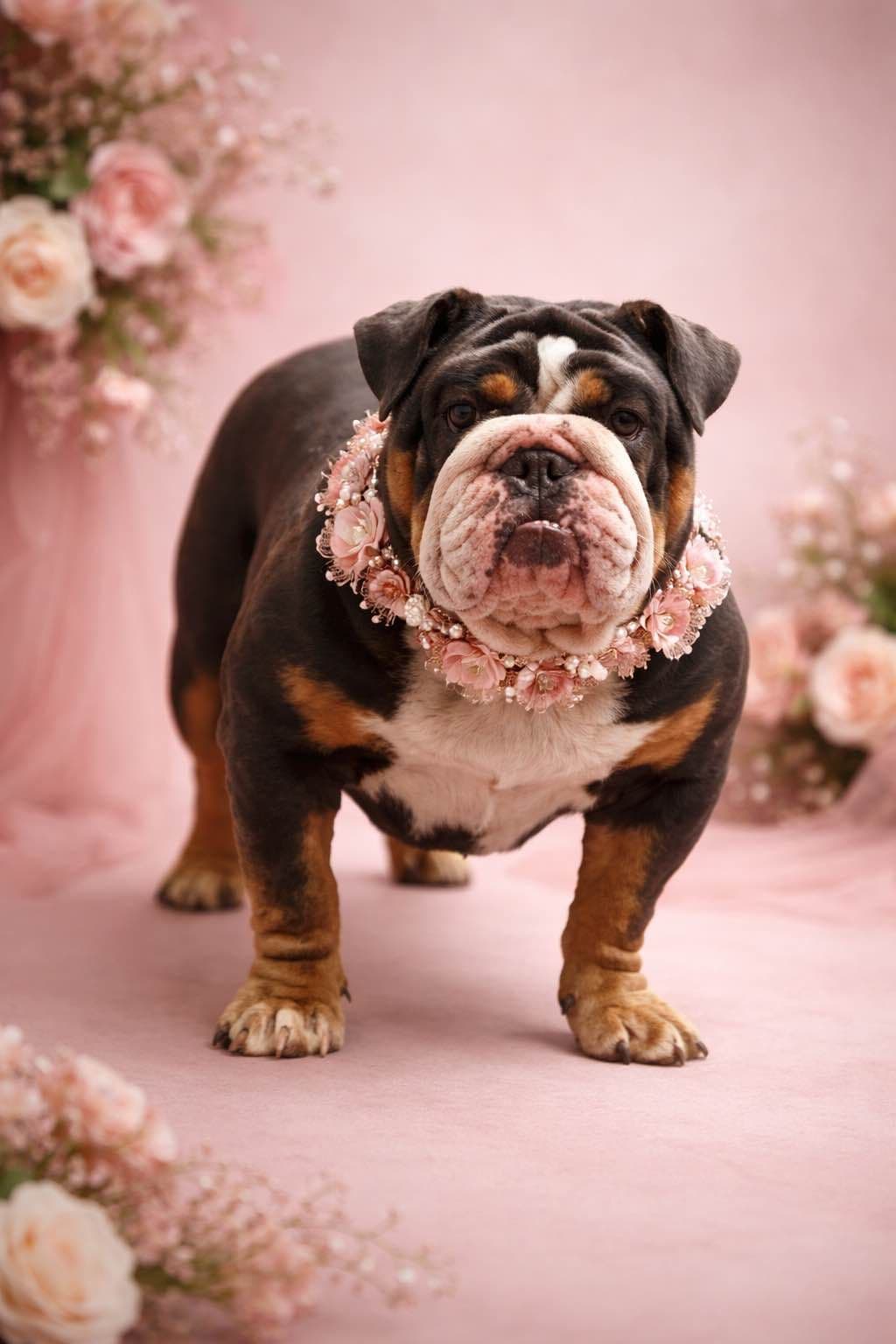 Bulldog Puppies breeder image 22