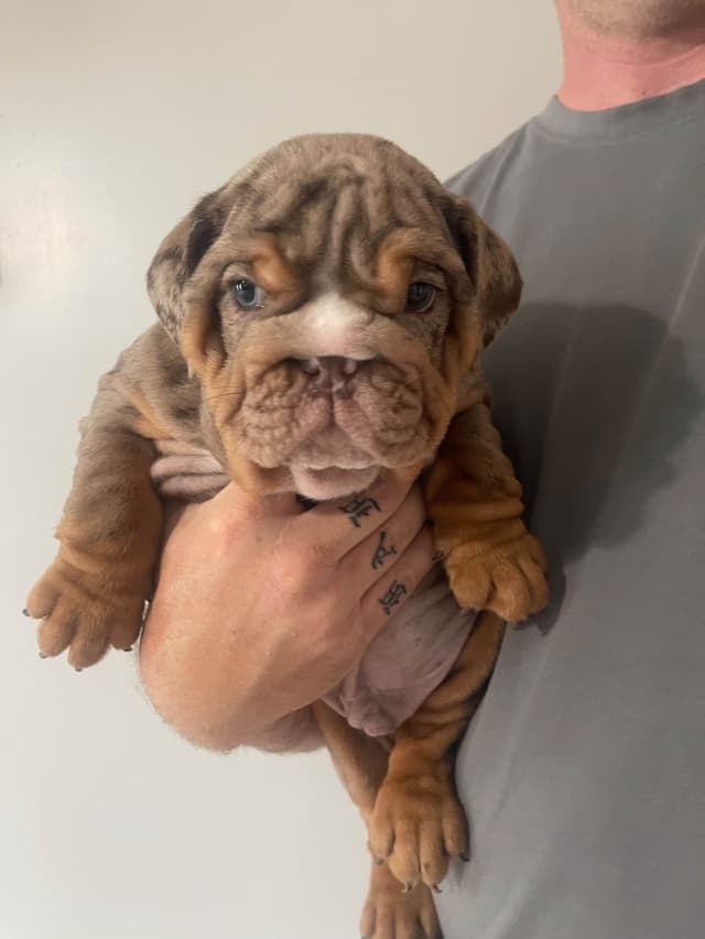 Bulldog Puppies media 5