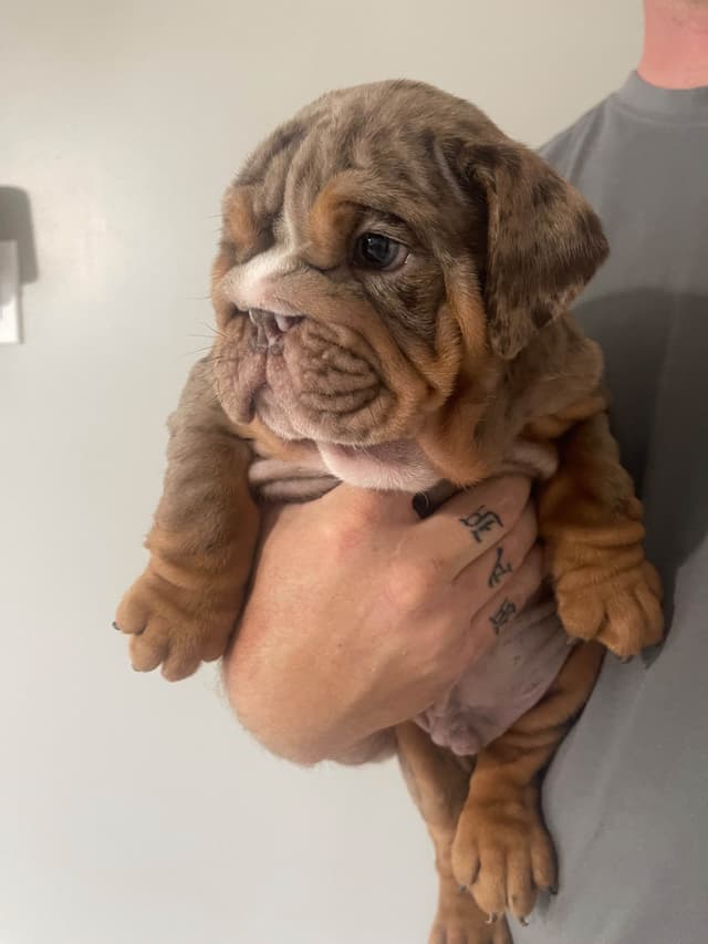 Bulldog Puppies media 6