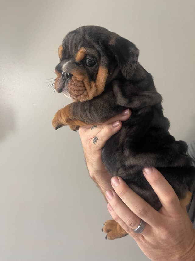 Bulldog Puppies media 12