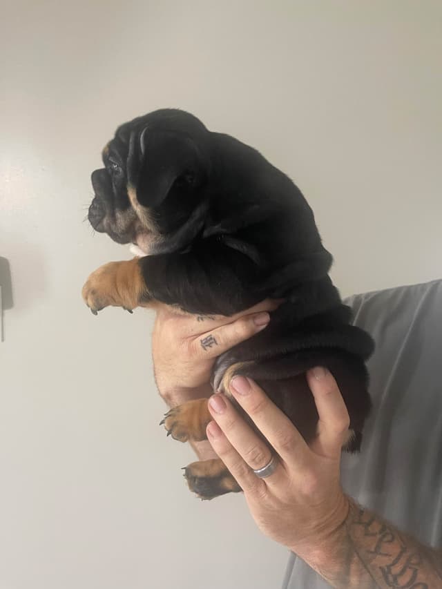 Bulldog Puppies media 20