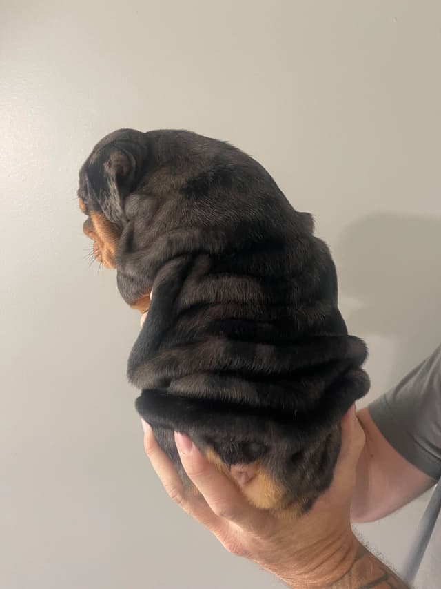 Bulldog Puppies media 11