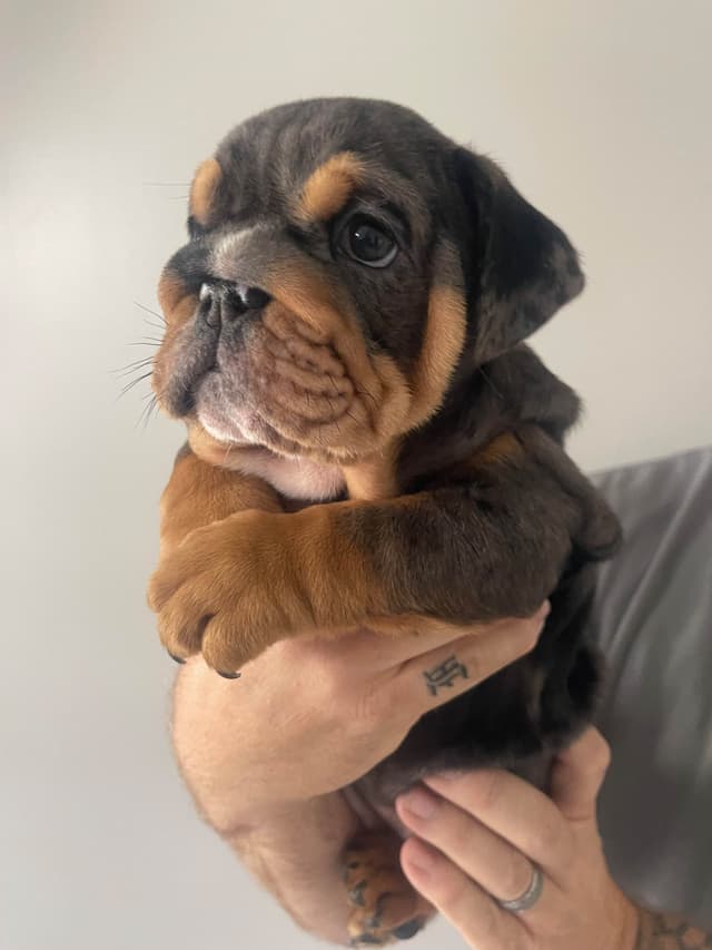 Bulldog Puppies media 10
