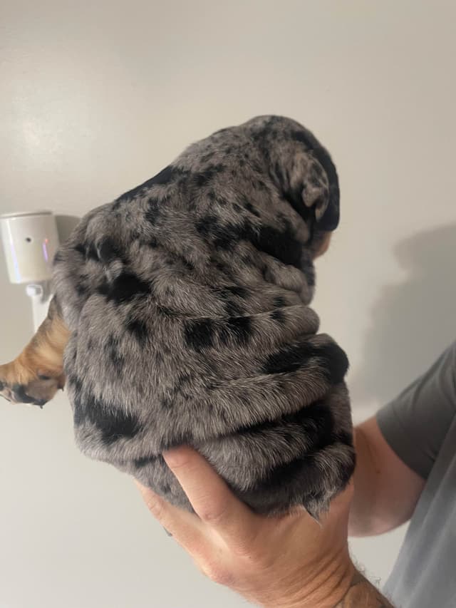 Bulldog Puppies media 16