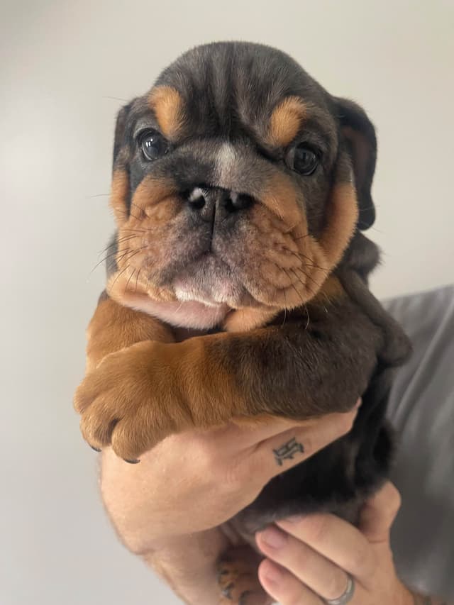 Bulldog Puppies media 9