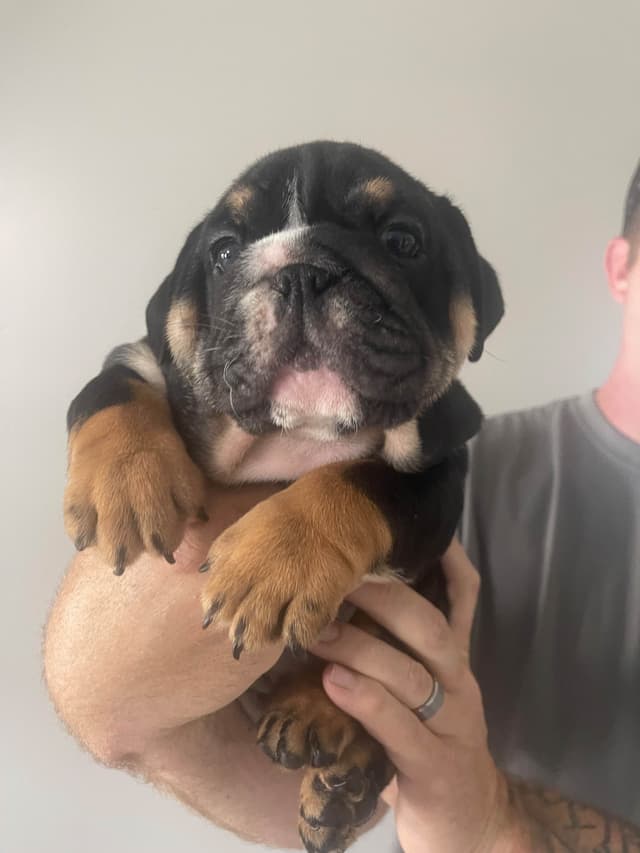 Bulldog Puppies media 17