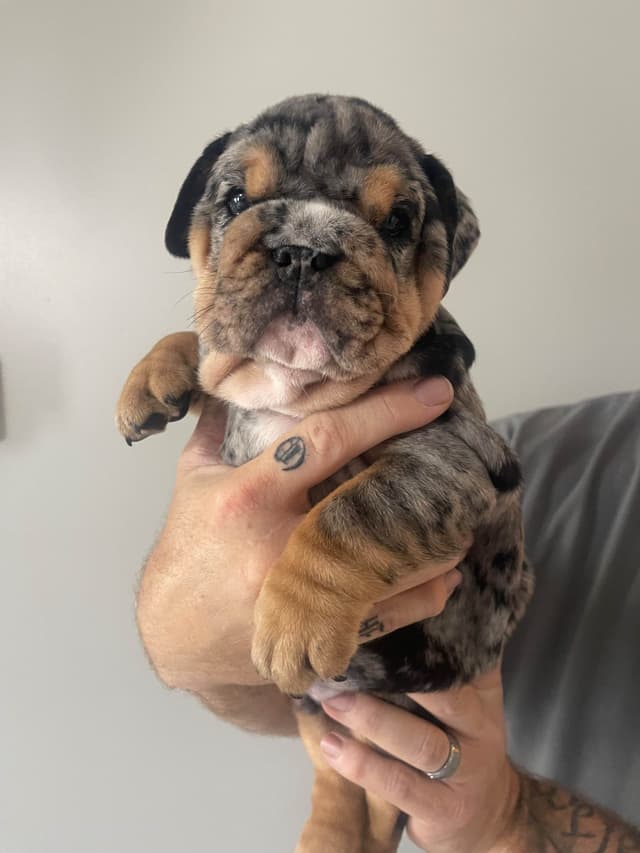 Bulldog Puppies media 14