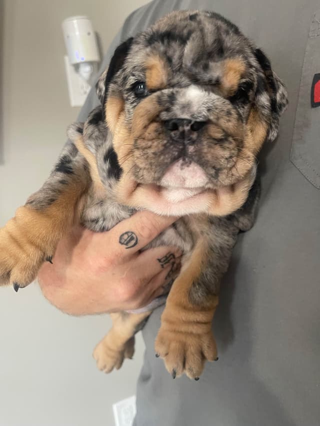 Bulldog Puppies media 13