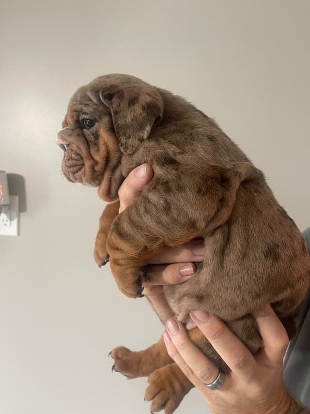 Bulldog Puppies media 8