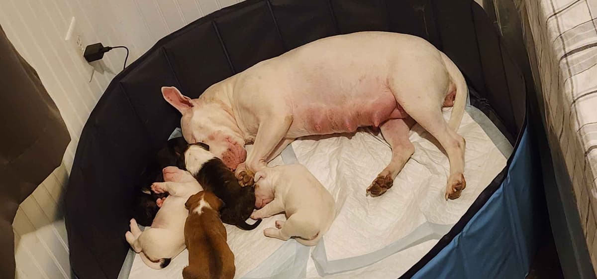 Bull Terrier Puppies breeder image 8