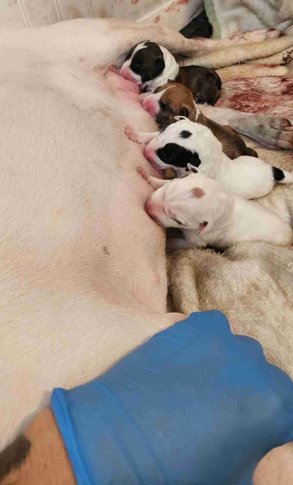 Bull Terrier Puppies breeder image 1