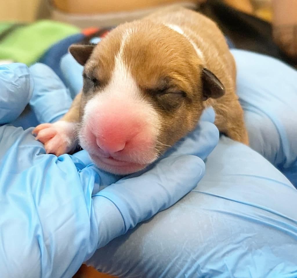 Bull Terrier Puppies breeder image 9