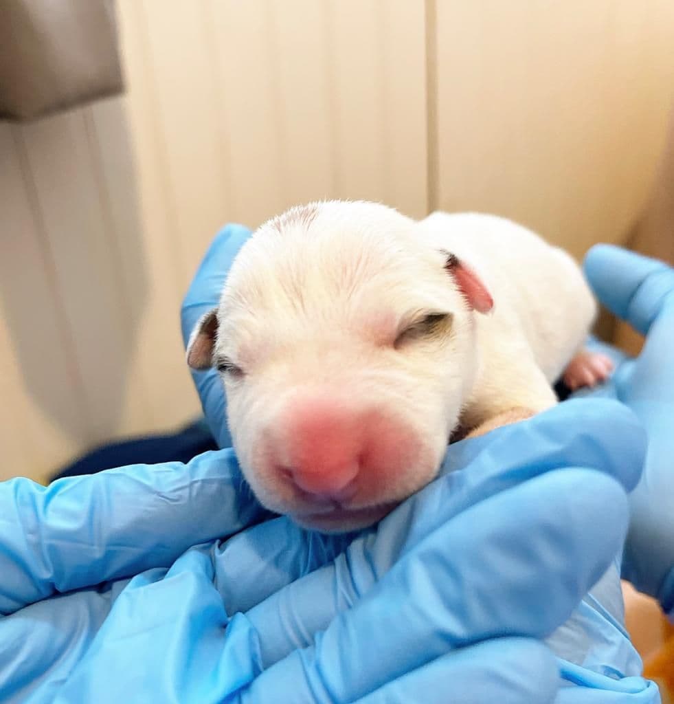 Bull Terrier Puppies breeder image 10