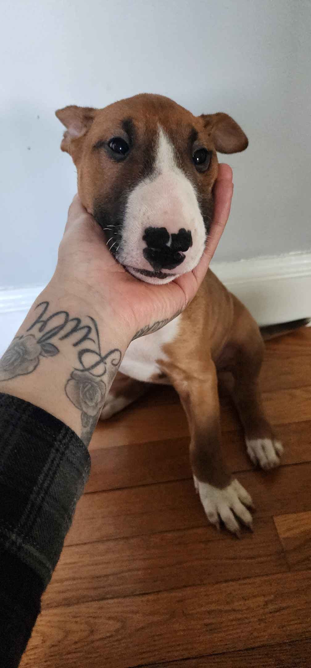 Bull Terrier Puppies breeder image 2