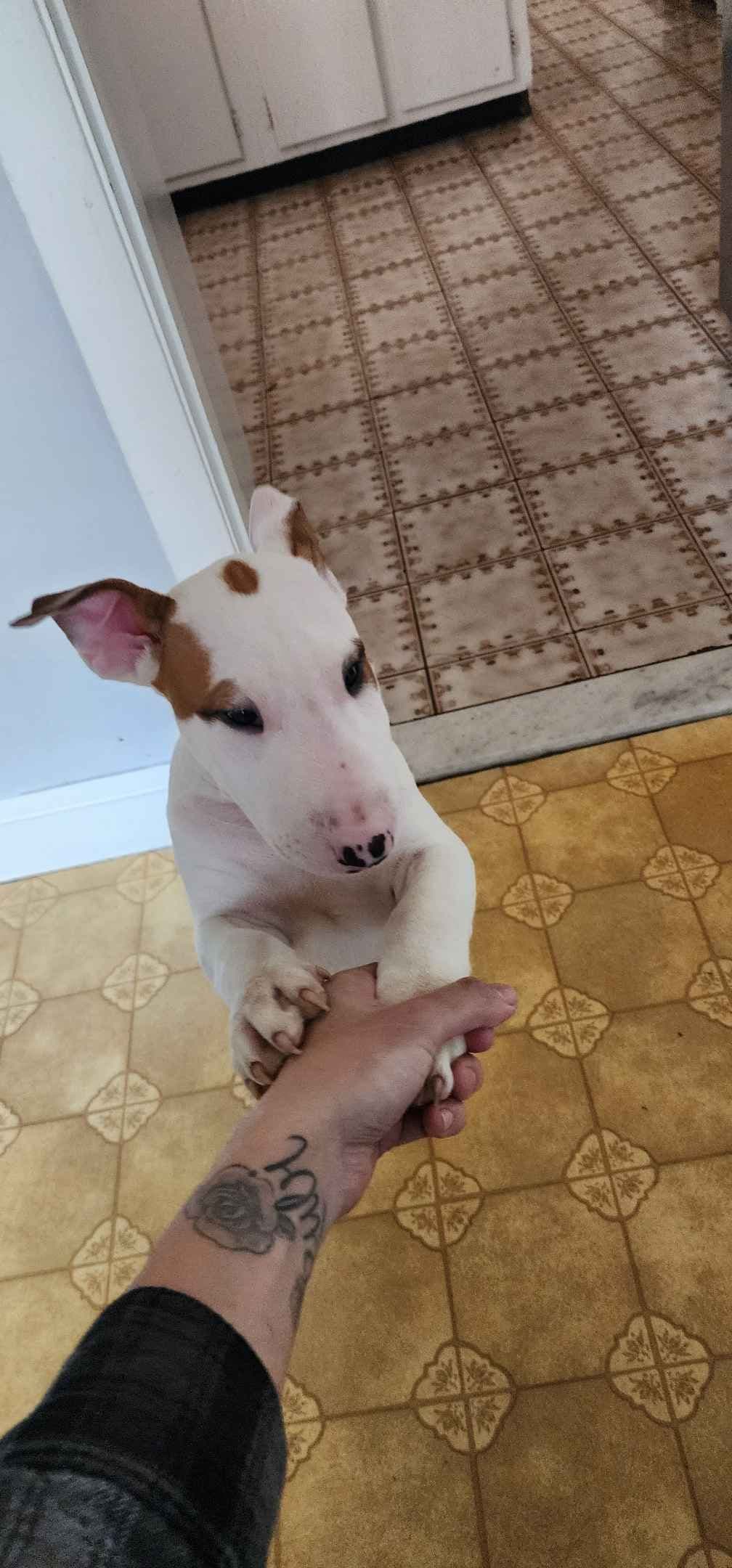 Bull Terrier Puppies breeder image 4