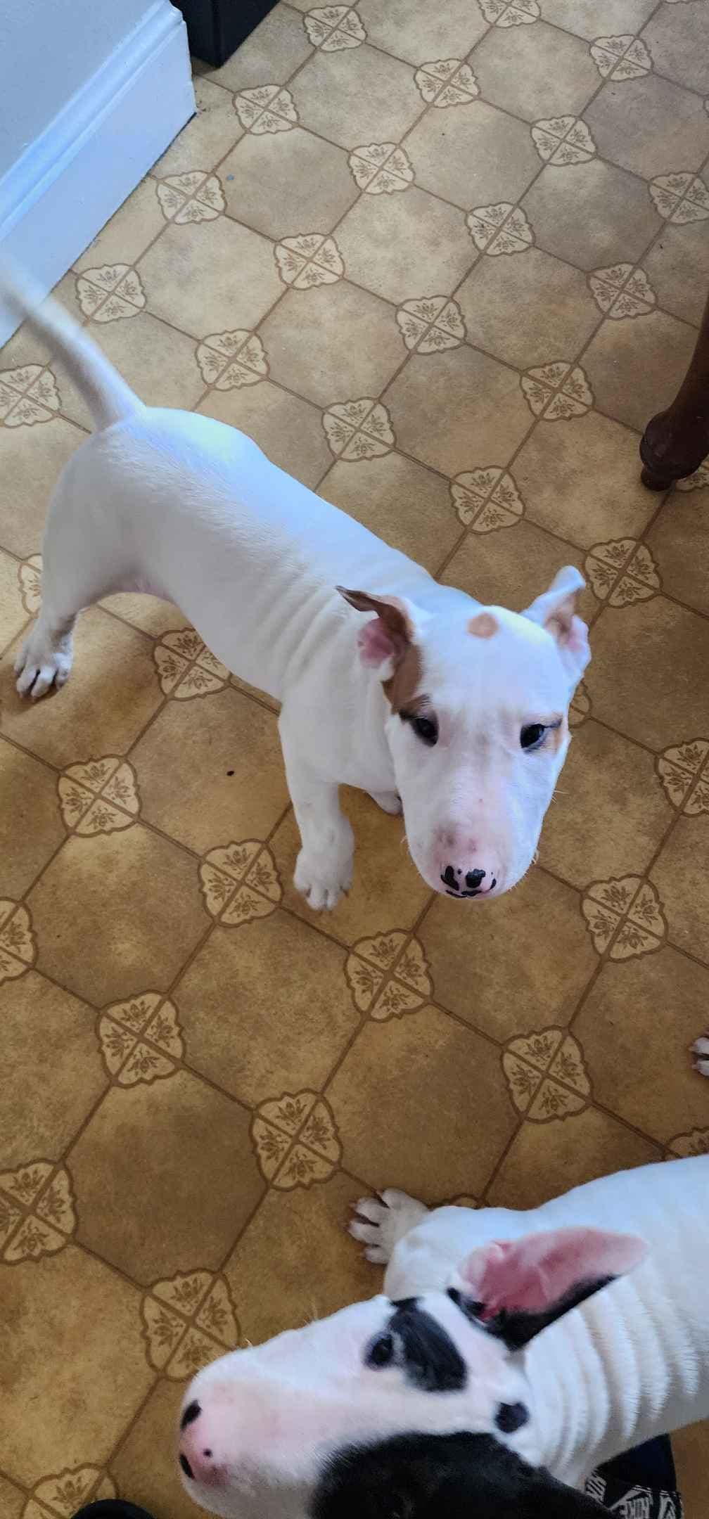 Bull Terrier Puppies breeder image 6