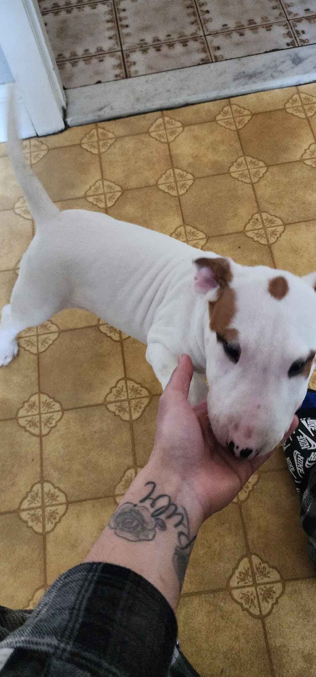Bull Terrier Puppies breeder image 5