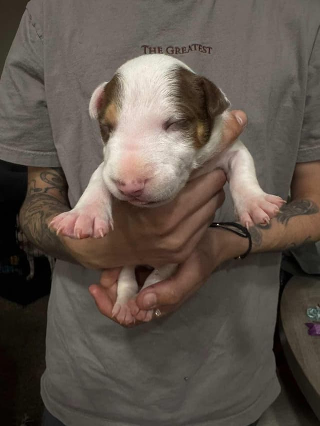 Bull Terrier Puppies media 2