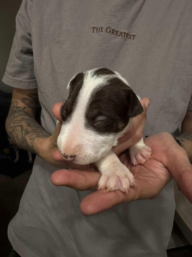 Bull Terrier Puppies media 4
