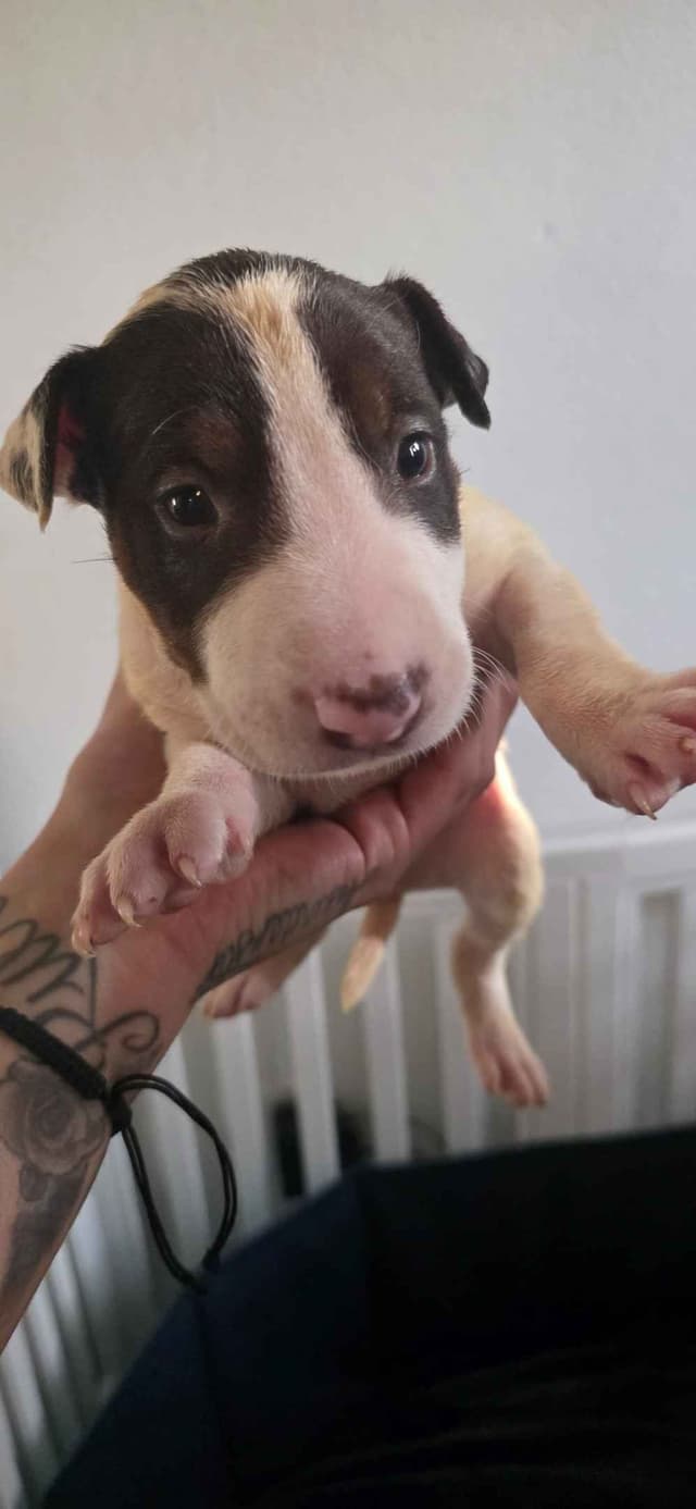 Bull Terrier Puppies media 6