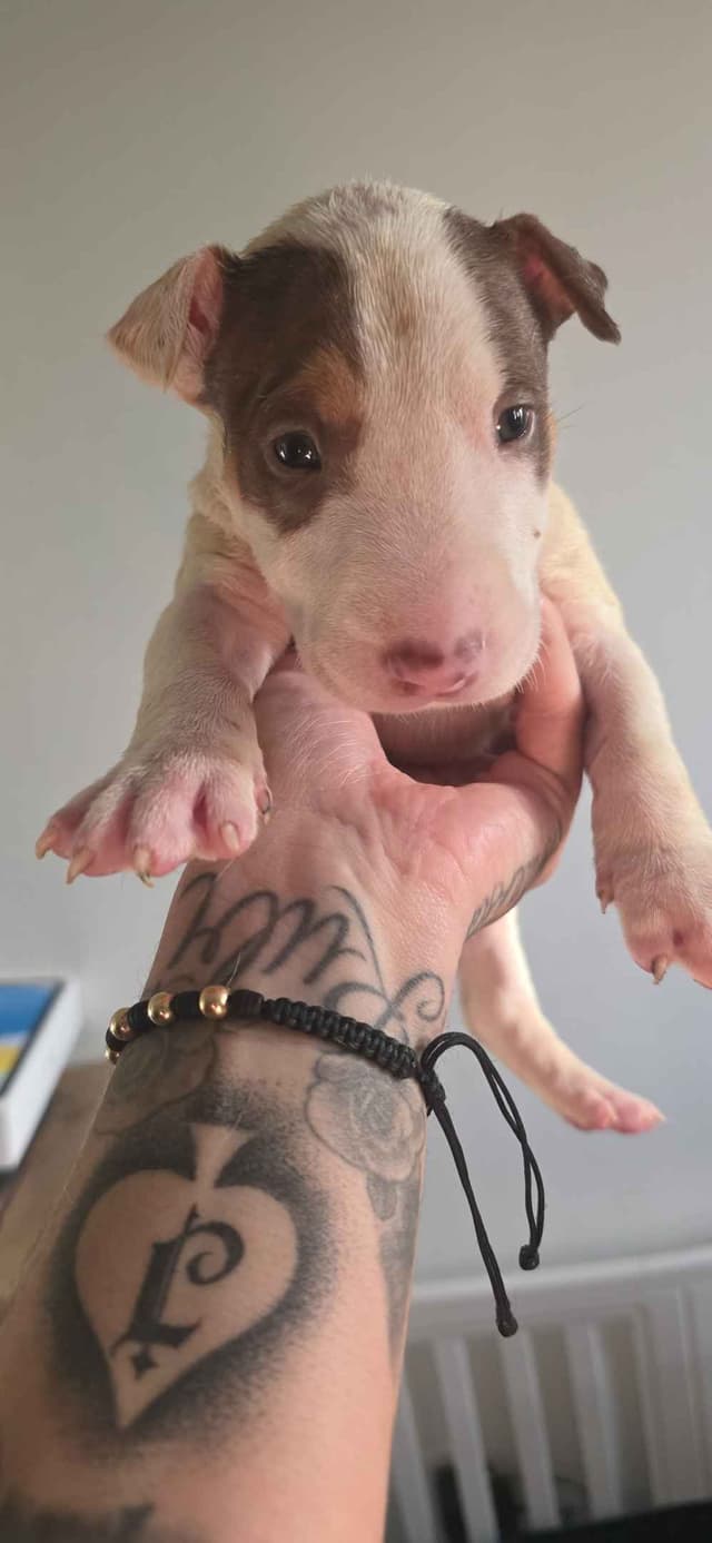Bull Terrier Puppies media 7