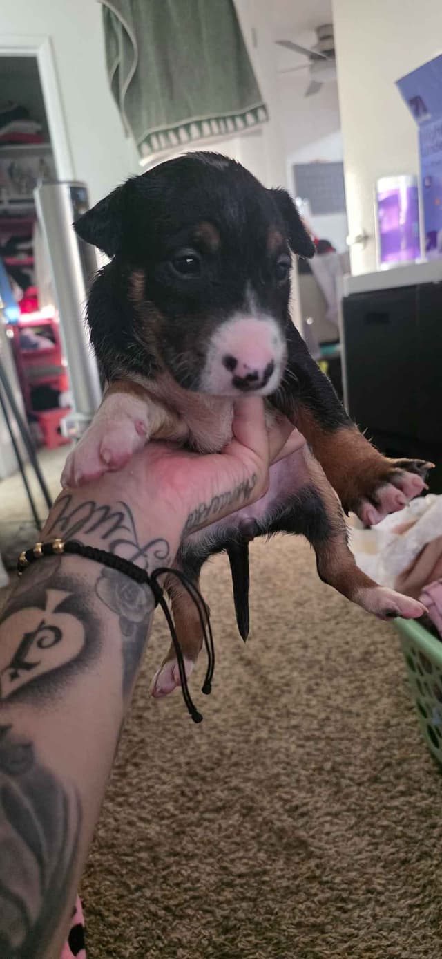 Bull Terrier Puppies media 8