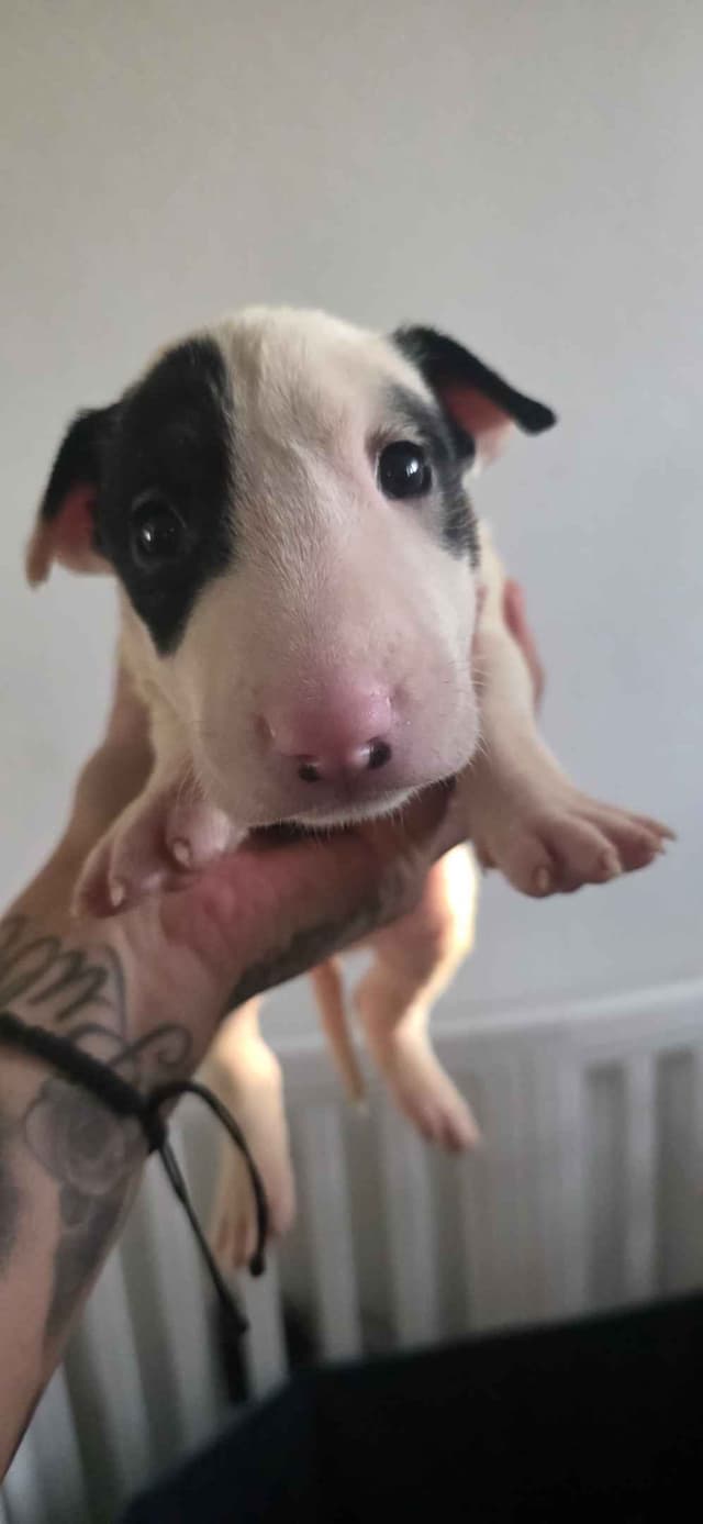 Bull Terrier Puppies media 9