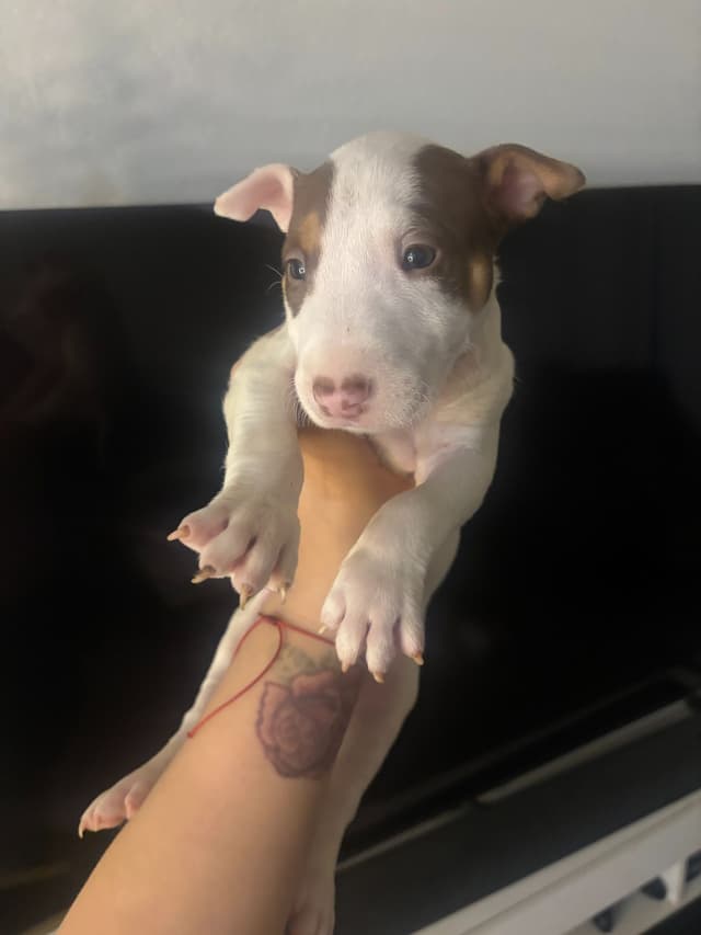 Bull Terrier Puppies media 11