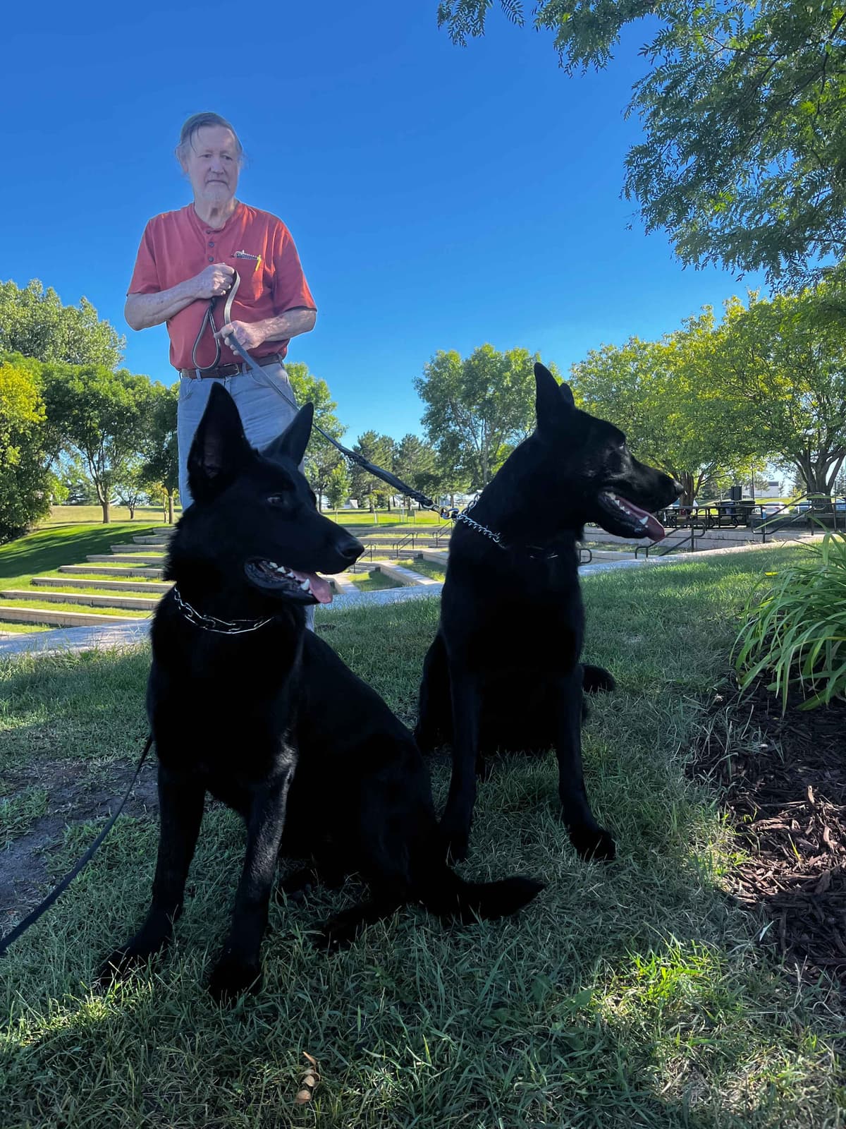 German Shepherd Dog Puppies breeder image 11