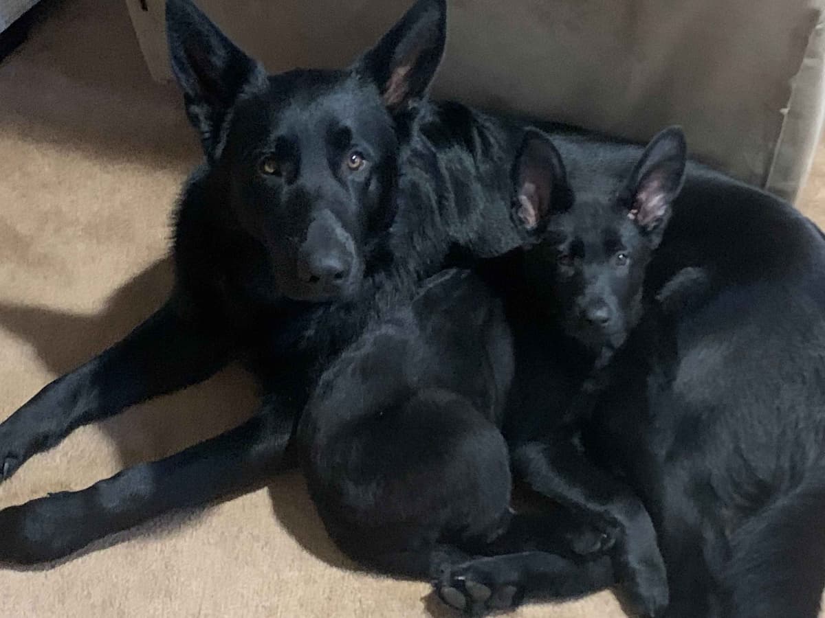 German Shepherd Dog Puppies breeder image 12