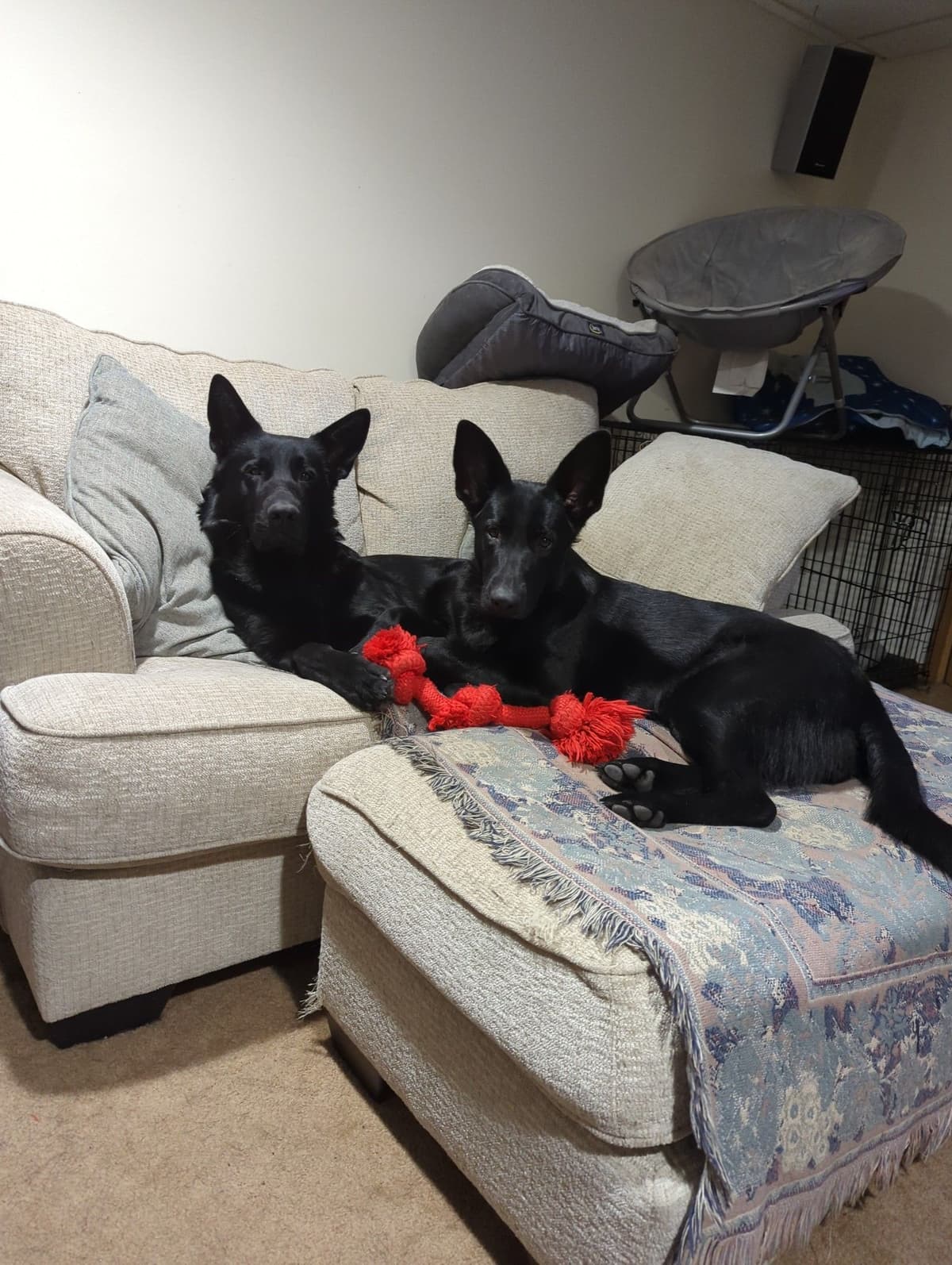 German Shepherd Dog Puppies breeder image 13