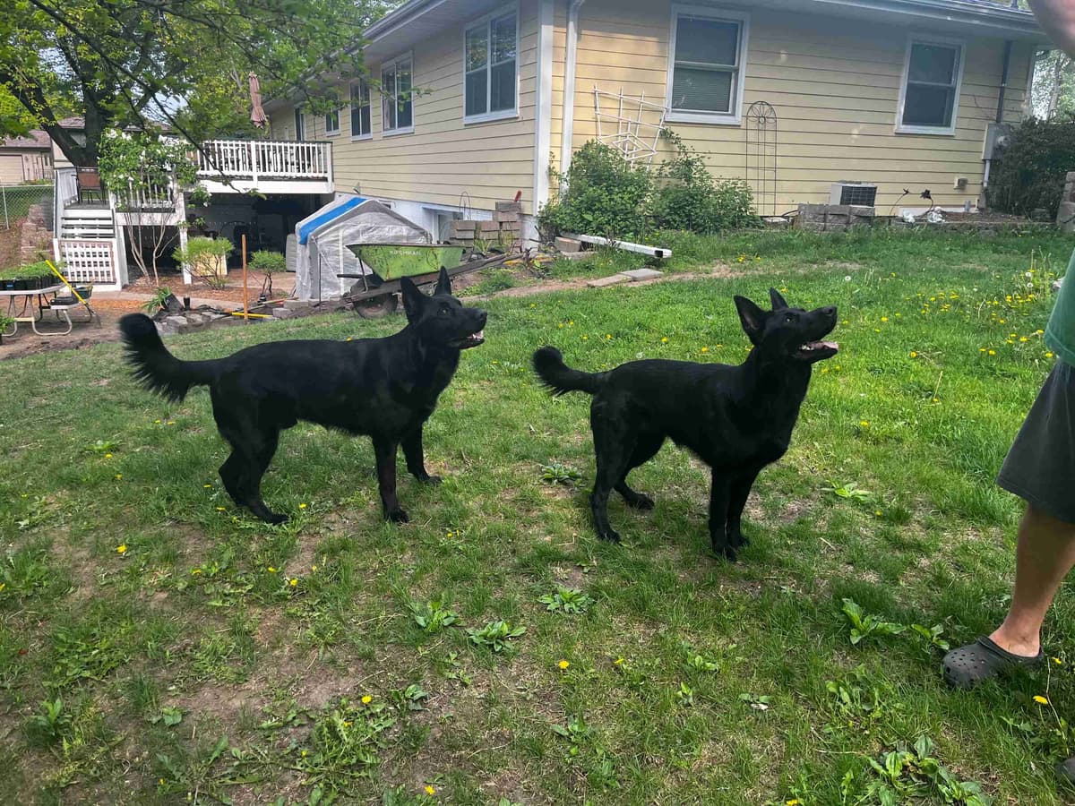 German Shepherd Dog Puppies breeder image 14
