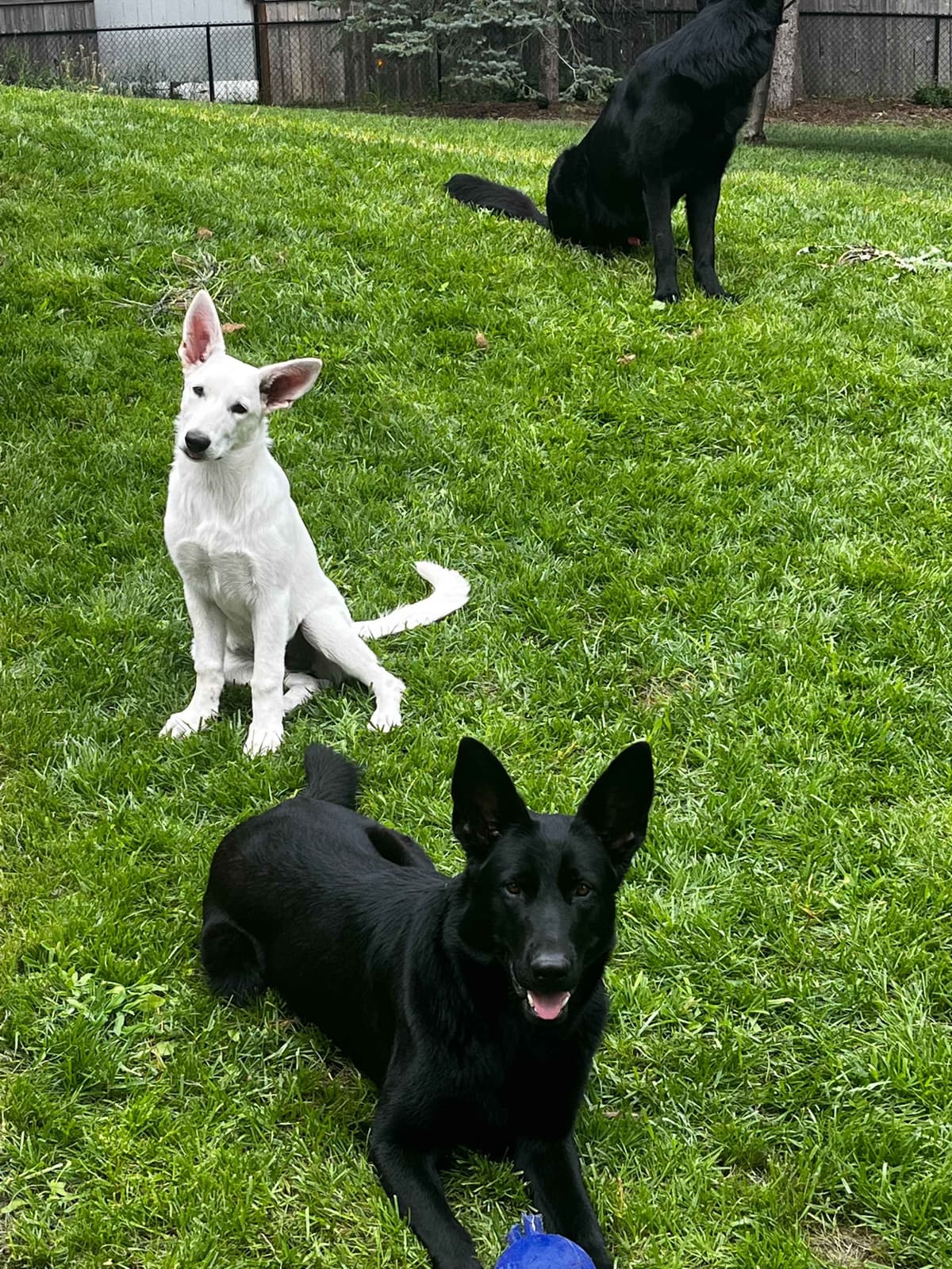 German Shepherd Dog Puppies breeder image 15