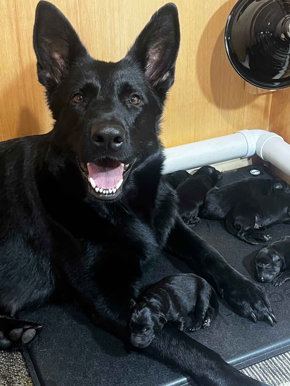German Shepherd Dog Puppies breeder image 16