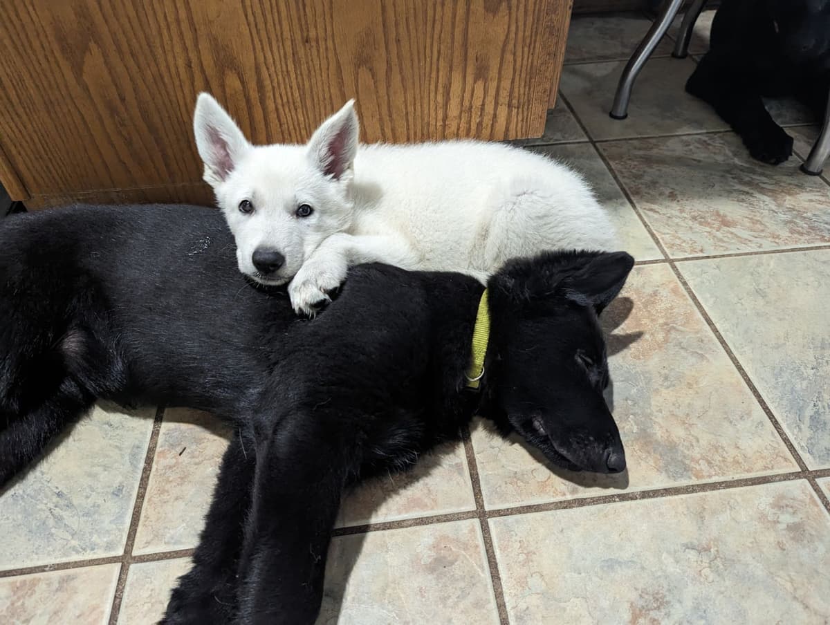 German Shepherd Dog Puppies breeder image 17