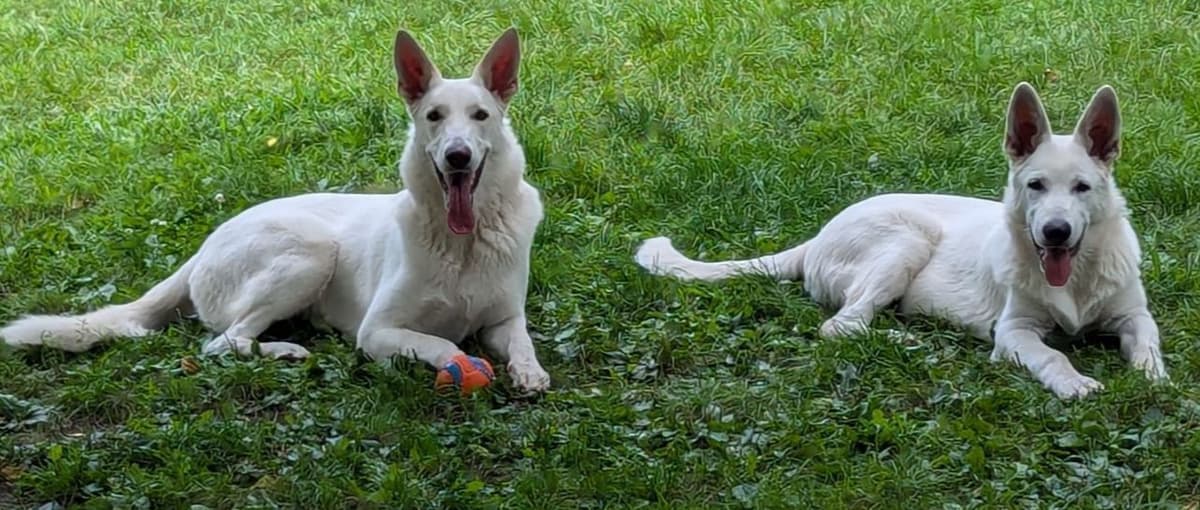 German Shepherd Dog Puppies breeder image 18