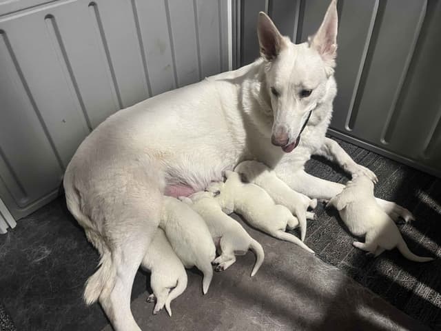 German Shepherd Dog Puppies media 2