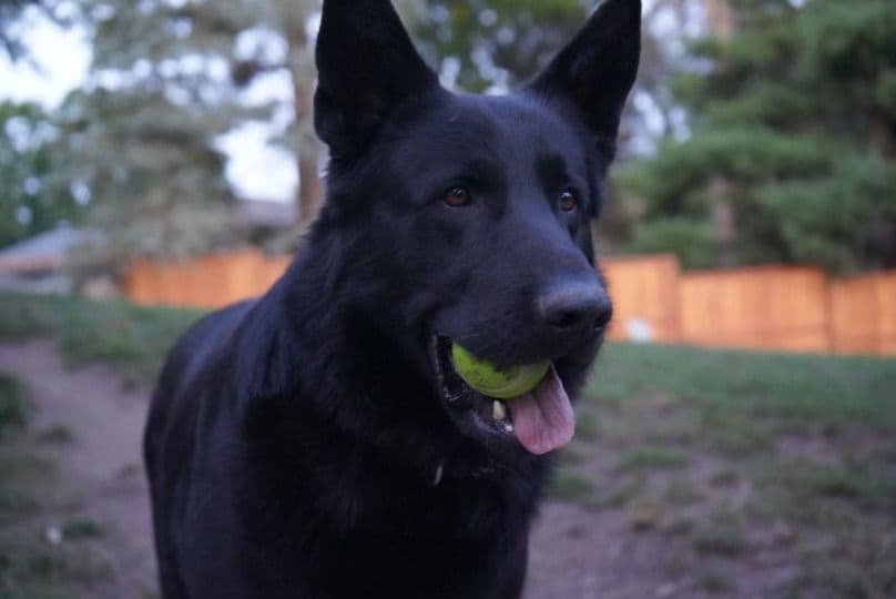 German Shepherd Dog Puppies breeder image 5