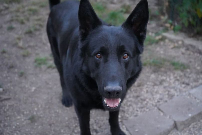 German Shepherd Dog Puppies breeder image 22