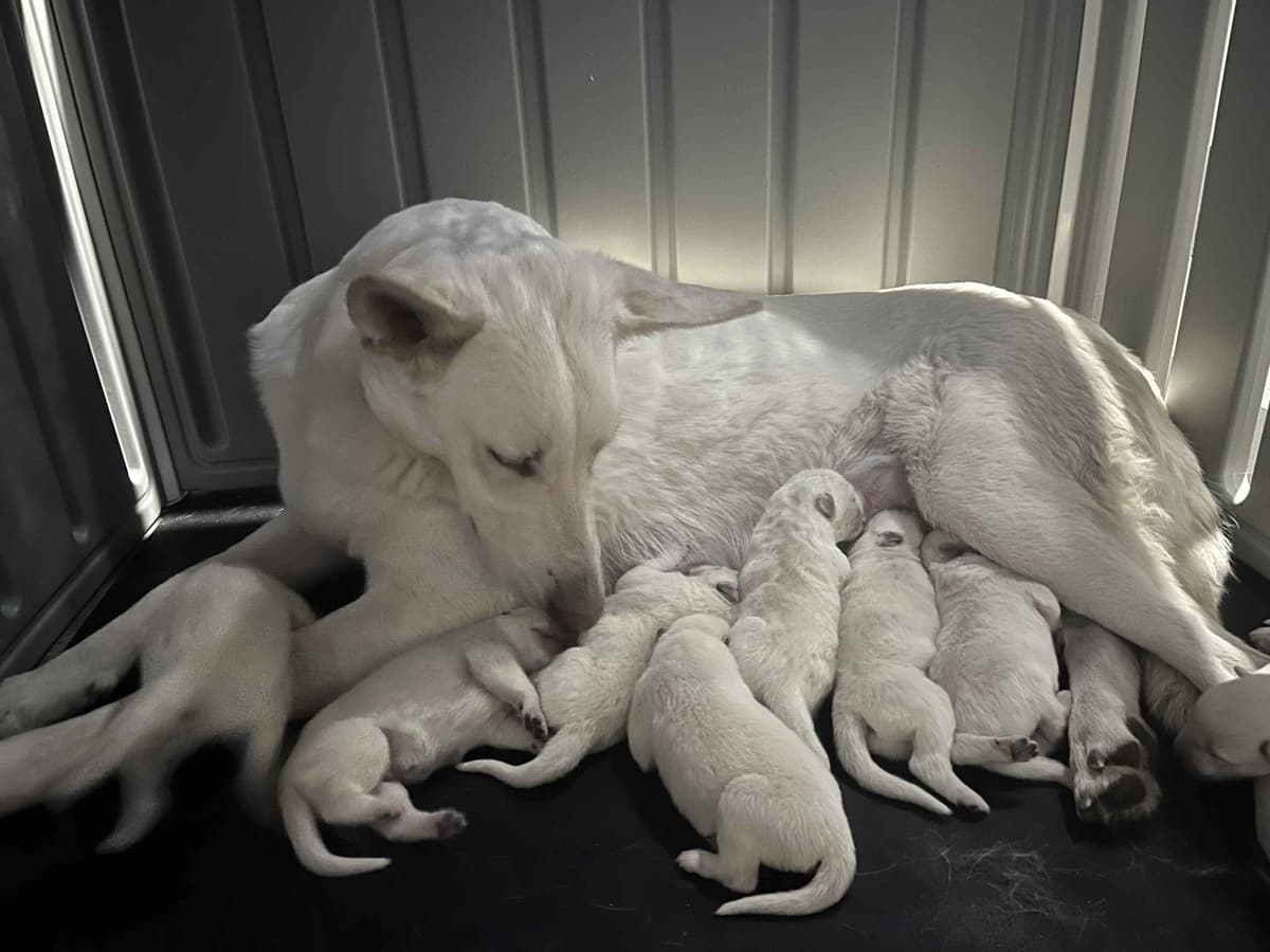 German Shepherd Dog Puppies breeder image 23